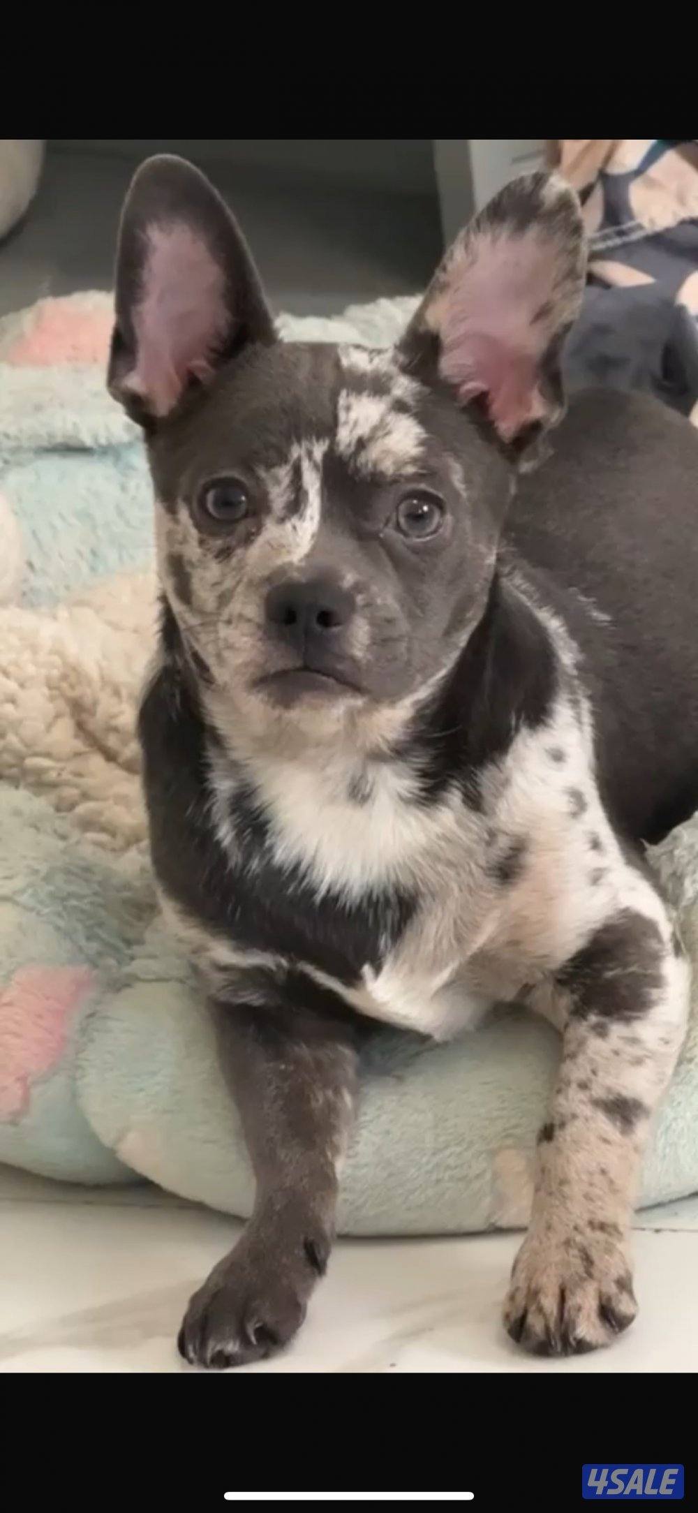 للبيع مكس جيواوا وفرنش ذكر العمر ٦ شهور متعلم على كل شي وهادي حط سعرك0