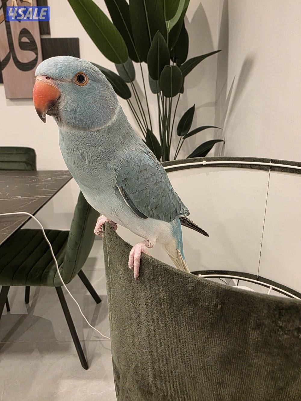 رميثيه قطعه٢0