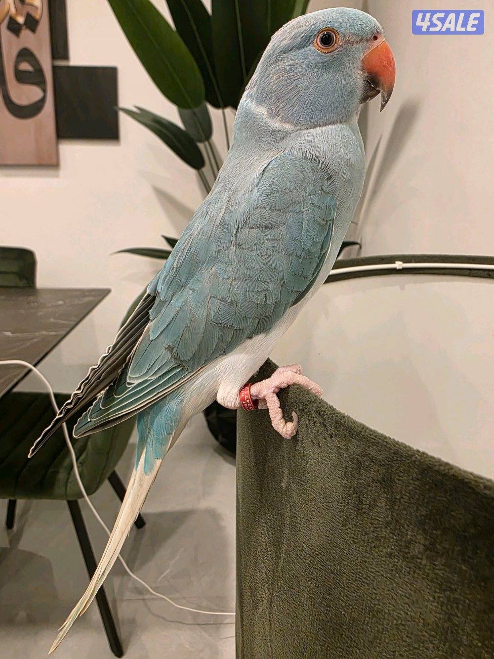 رميثيه قطعه٢1