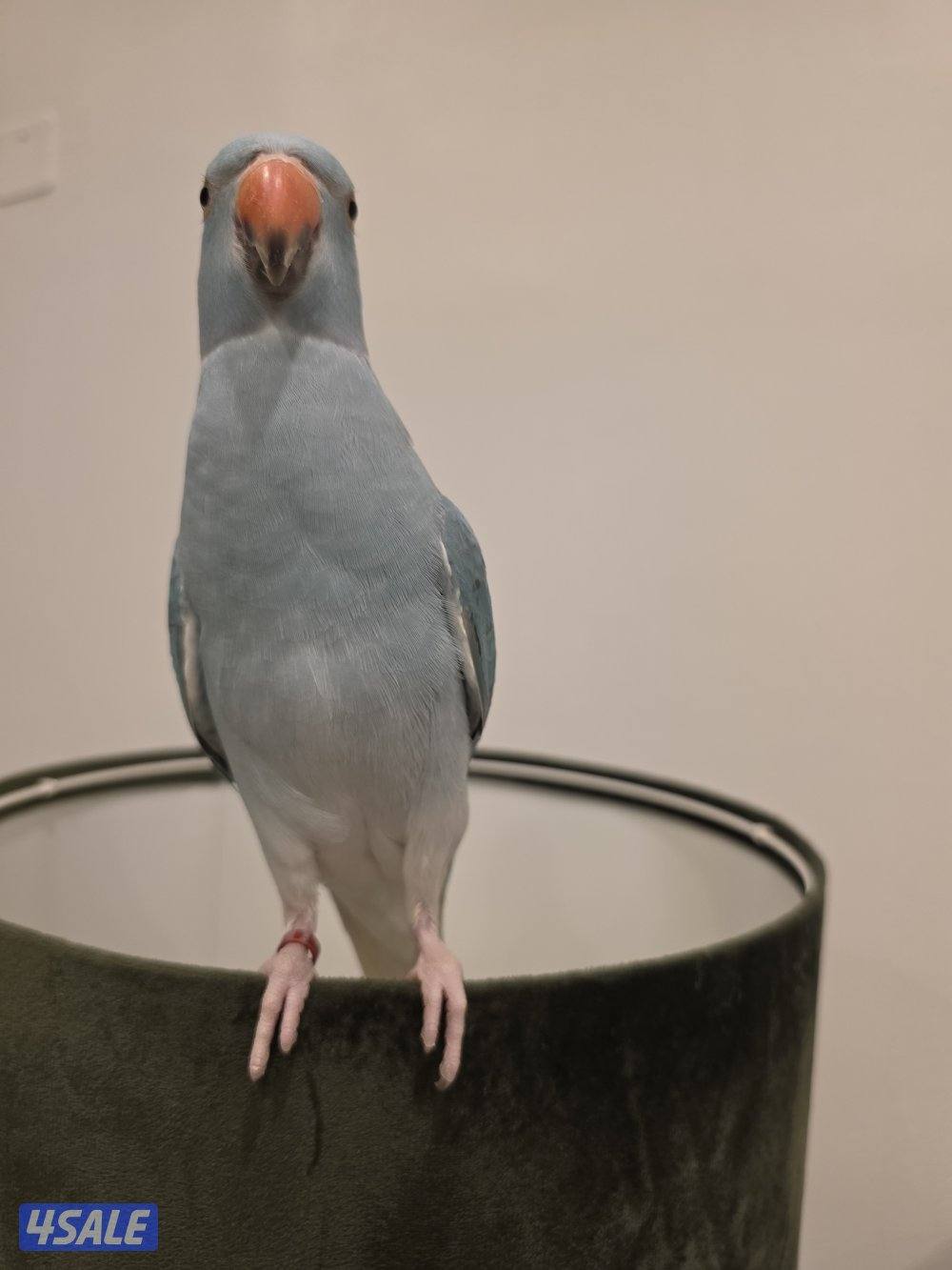 رميثيه قطعه٢2