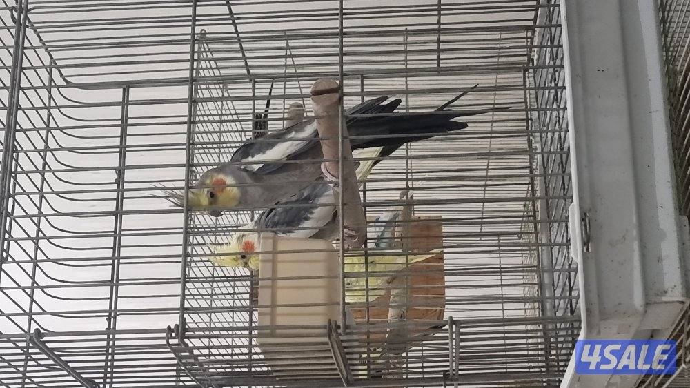 كروان عددهم ٢0