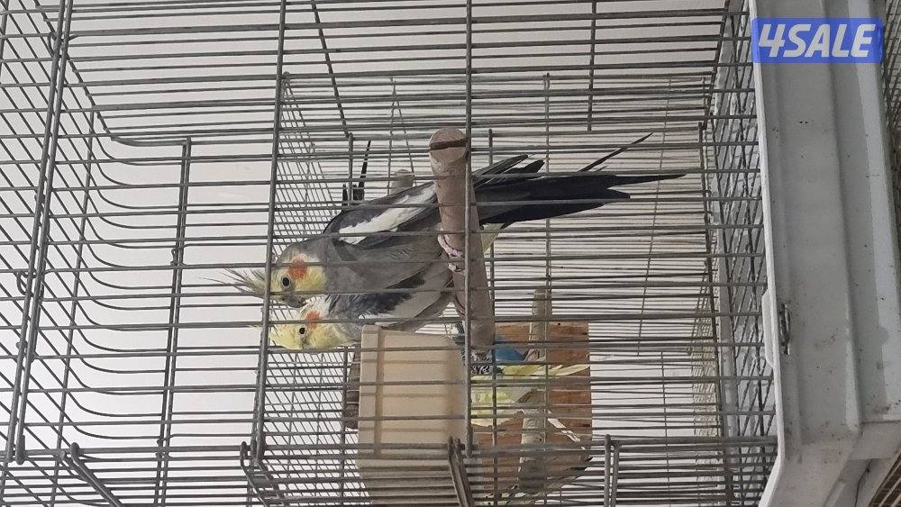 كروان عددهم ٢1