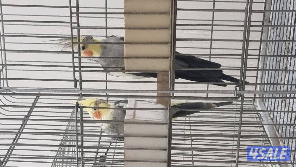 كروان عددهم ٢2