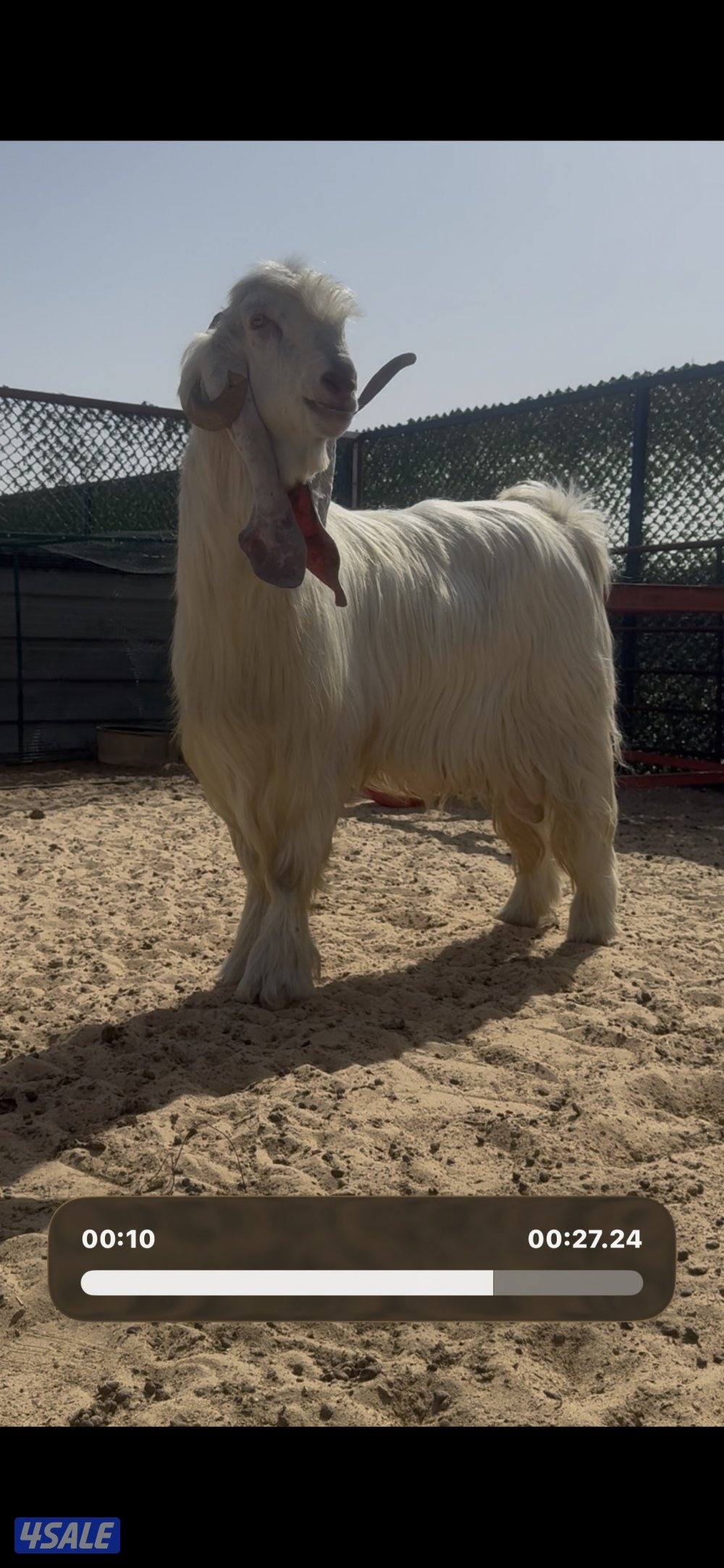 فحل عارضي ابرص وخصم وشرط القريع0