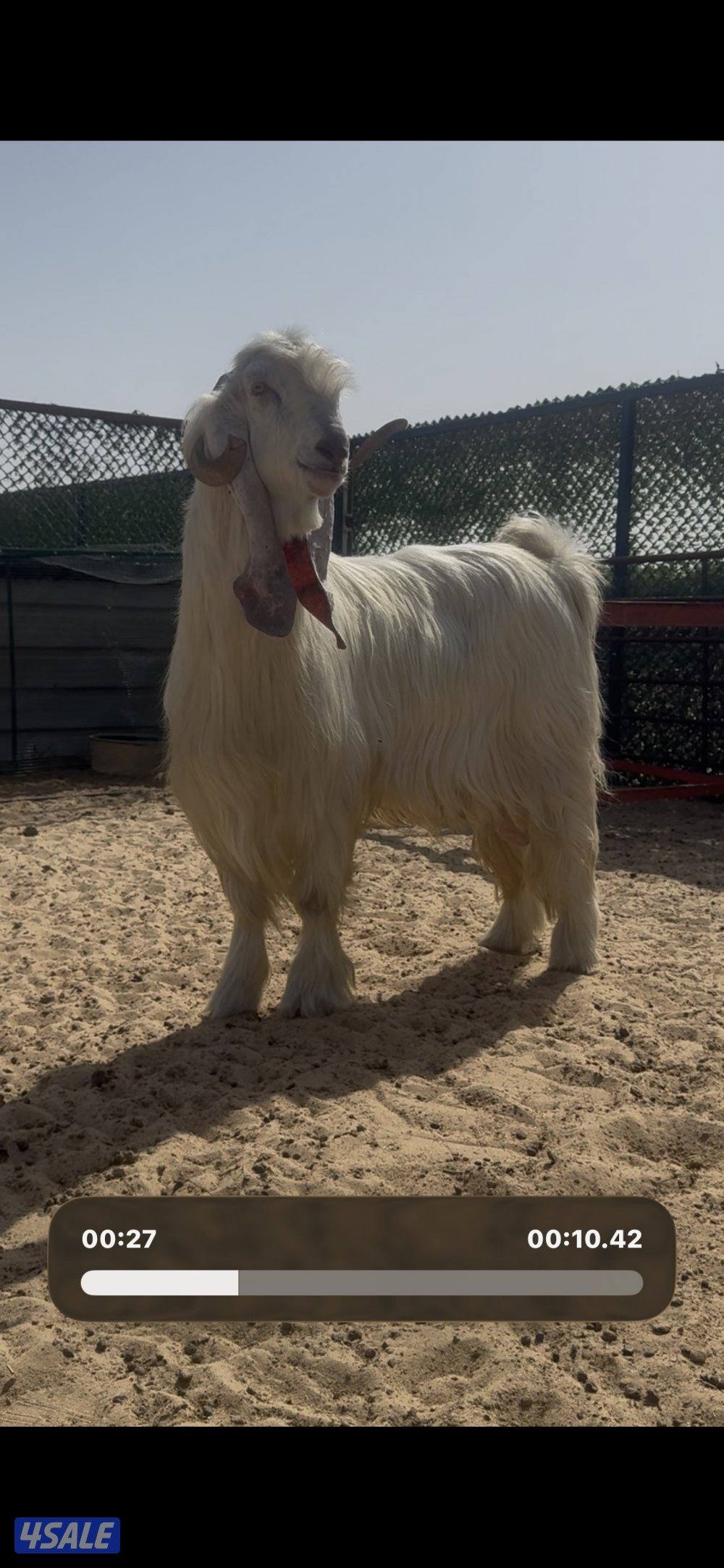 فحل عارضي ابرص وخصم وشرط القريع3