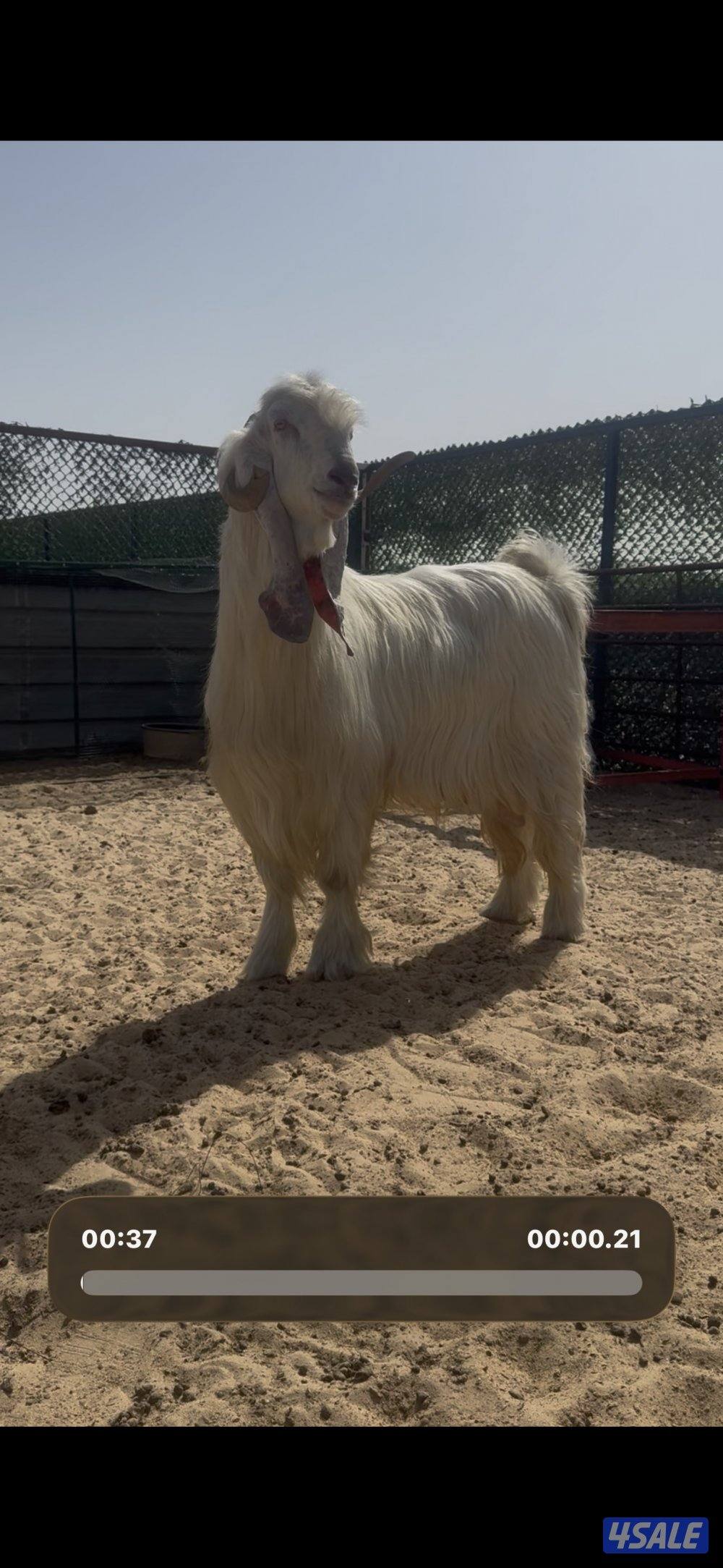 فحل عارضي ابرص وخصم وشرط القريع2