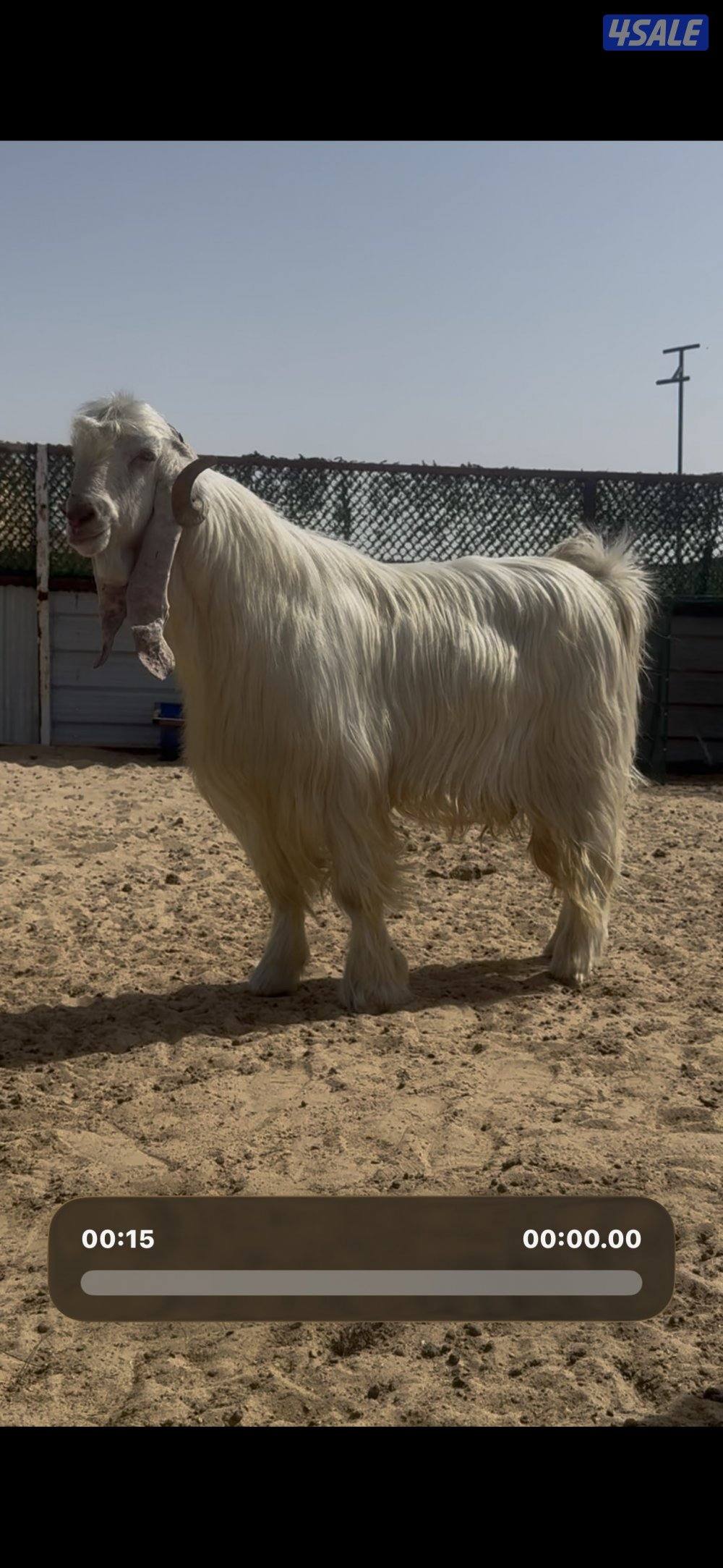 فحل عارضي ابرص وخصم وشرط القريع4