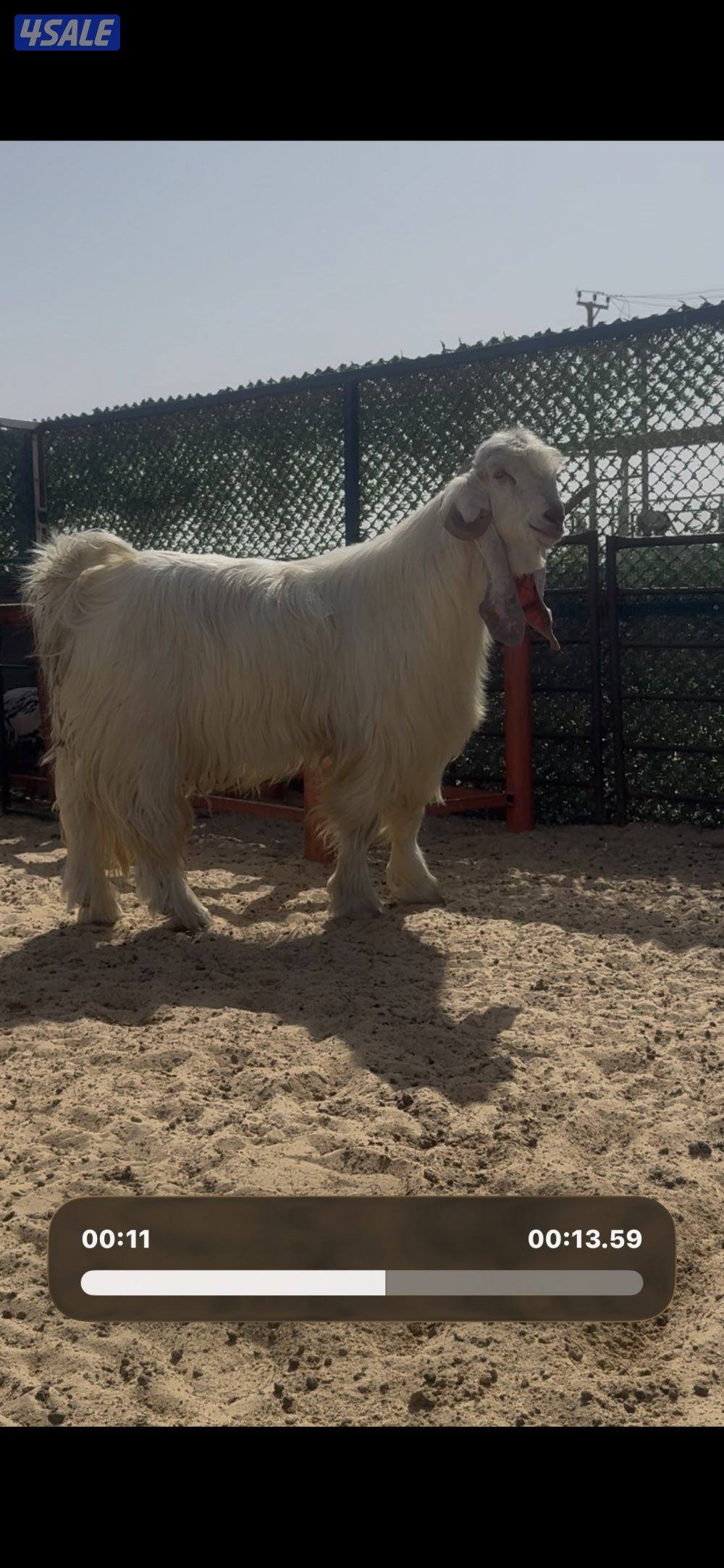 فحل عارضي ابرص وخصم وشرط القريع5