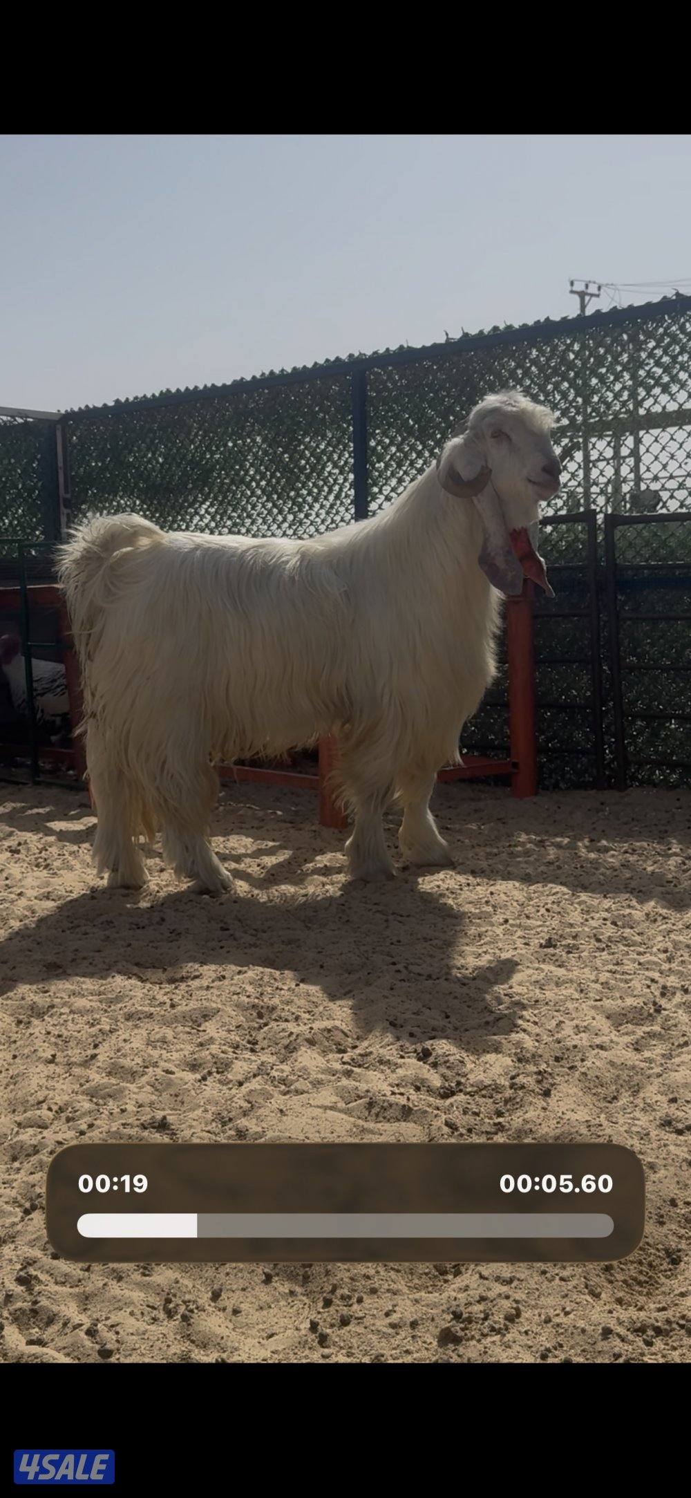 فحل عارضي ابرص وخصم وشرط القريع6