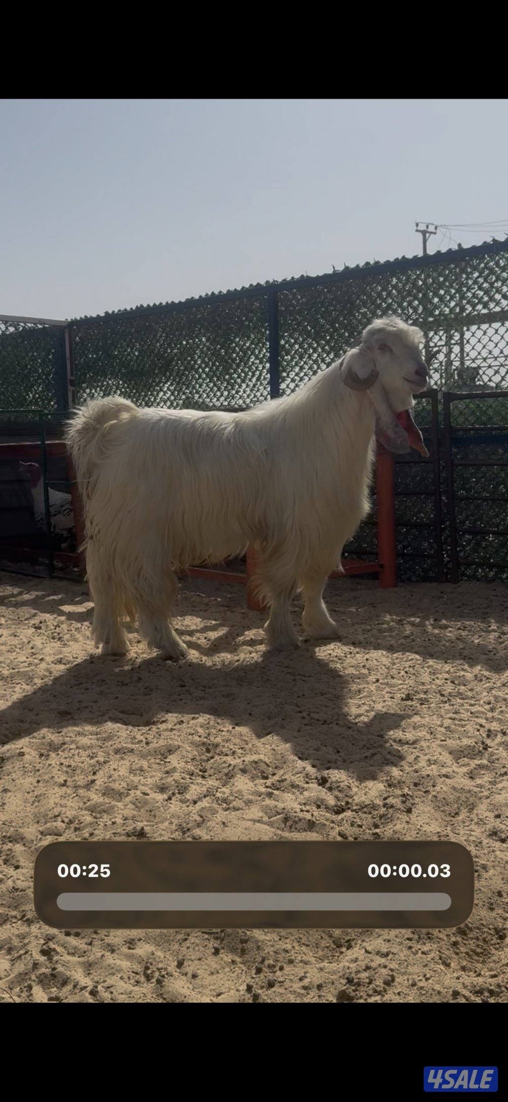 فحل عارضي ابرص وخصم وشرط القريع7