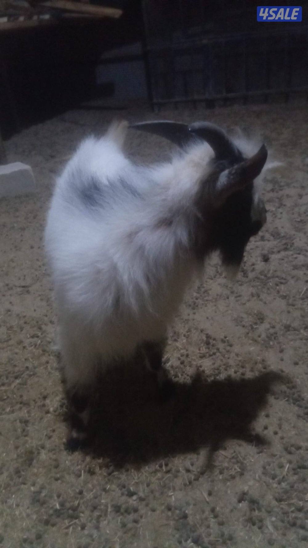 زوجين ماعز بلجيكي0