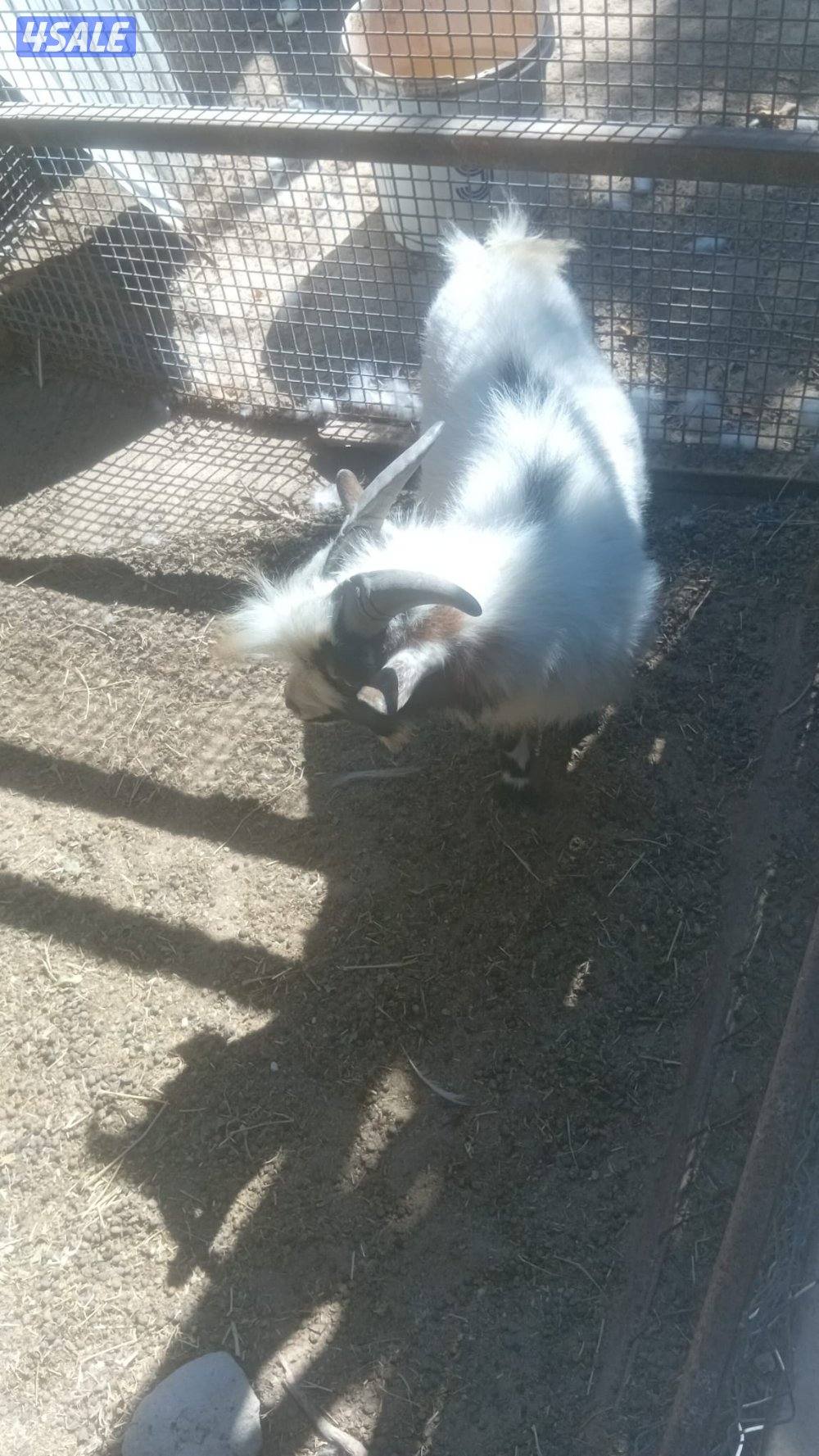 زوجين ماعز بلجيكي2