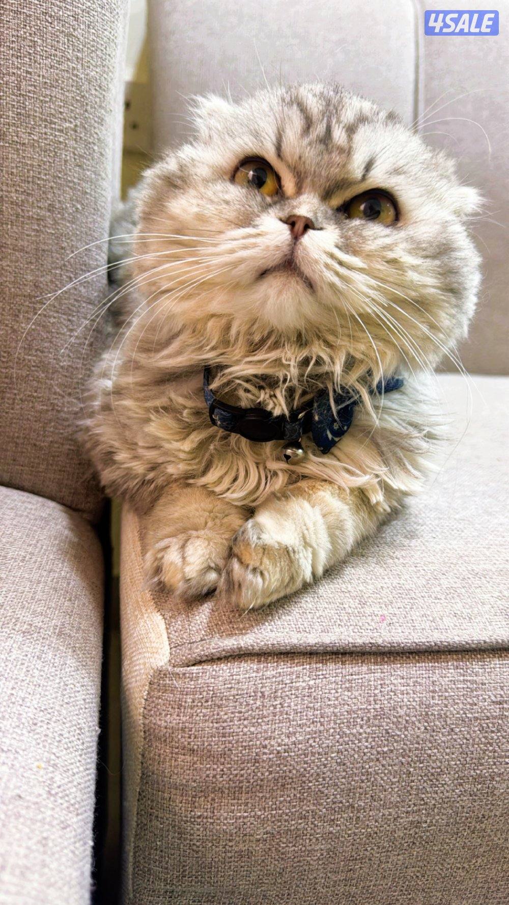 للبيع قط سكوتش فولد0