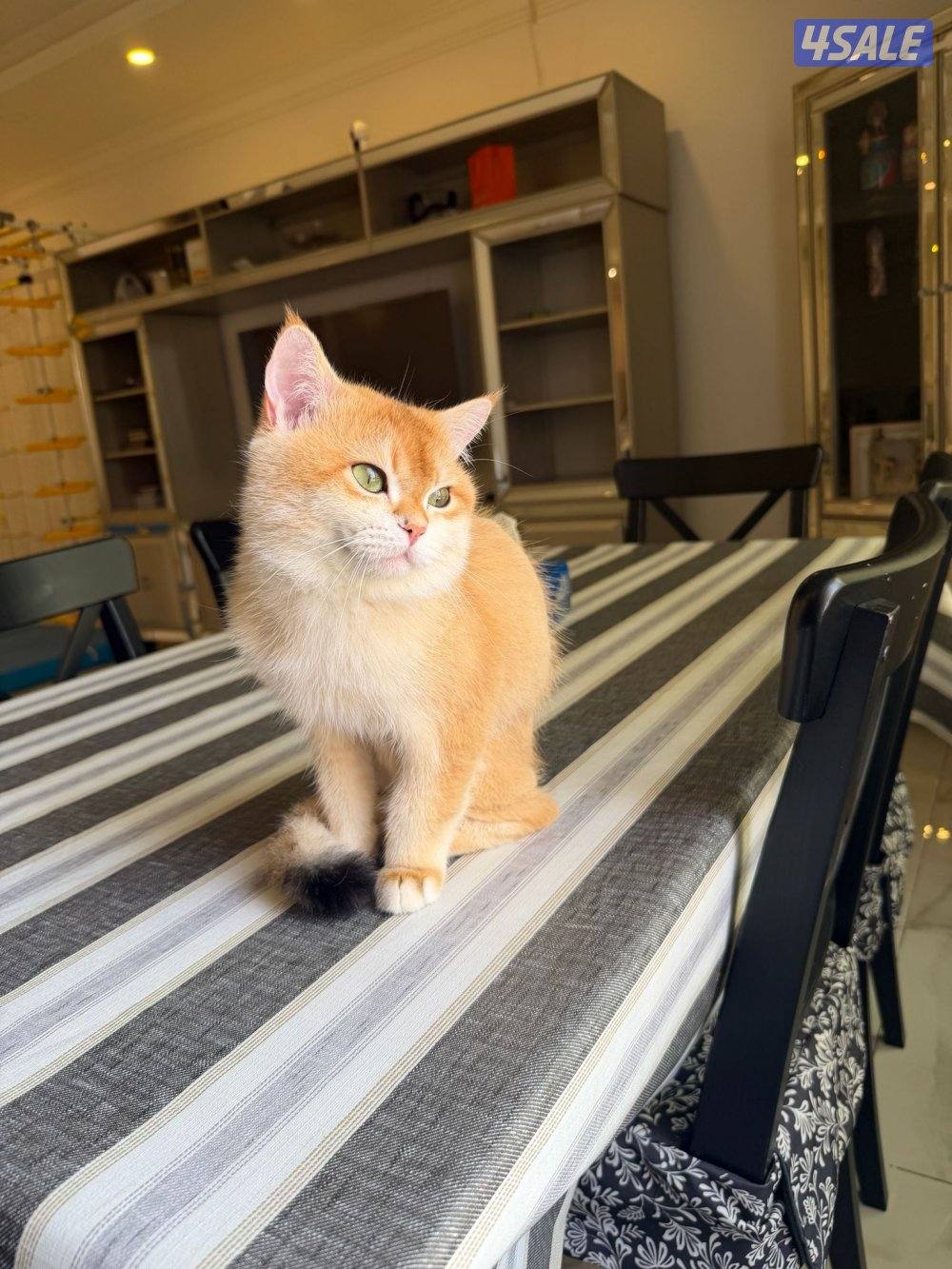 للبيع ذكر برتش معقم العمر سنه ونص. مطعم لعوب0