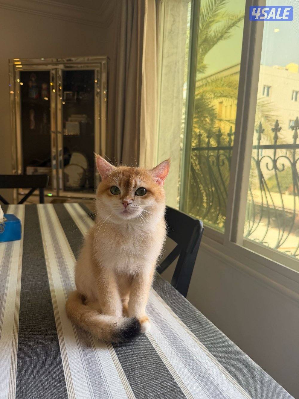 للبيع ذكر برتش معقم العمر سنه ونص. مطعم لعوب2