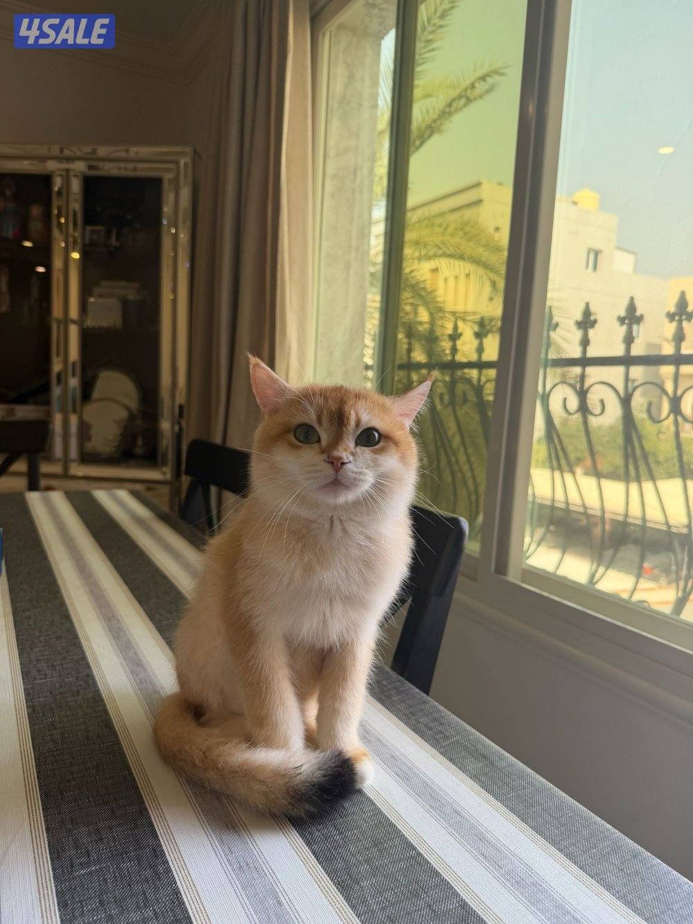 للبيع ذكر برتش معقم العمر سنه ونص. مطعم لعوب4