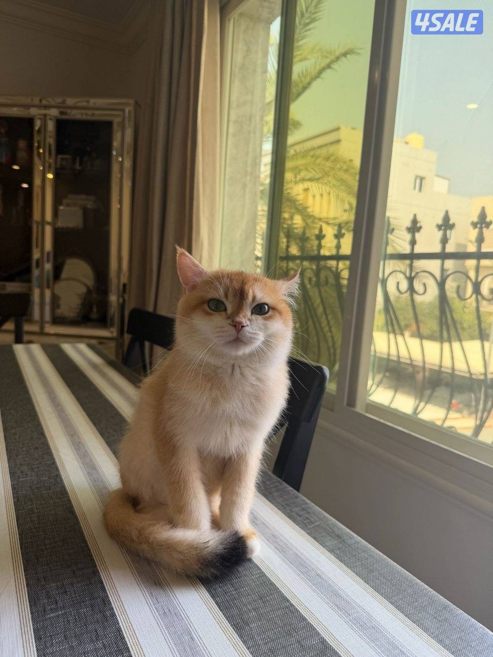 للبيع ذكر برتش معقم العمر سنه ونص. مطعم لعوب5