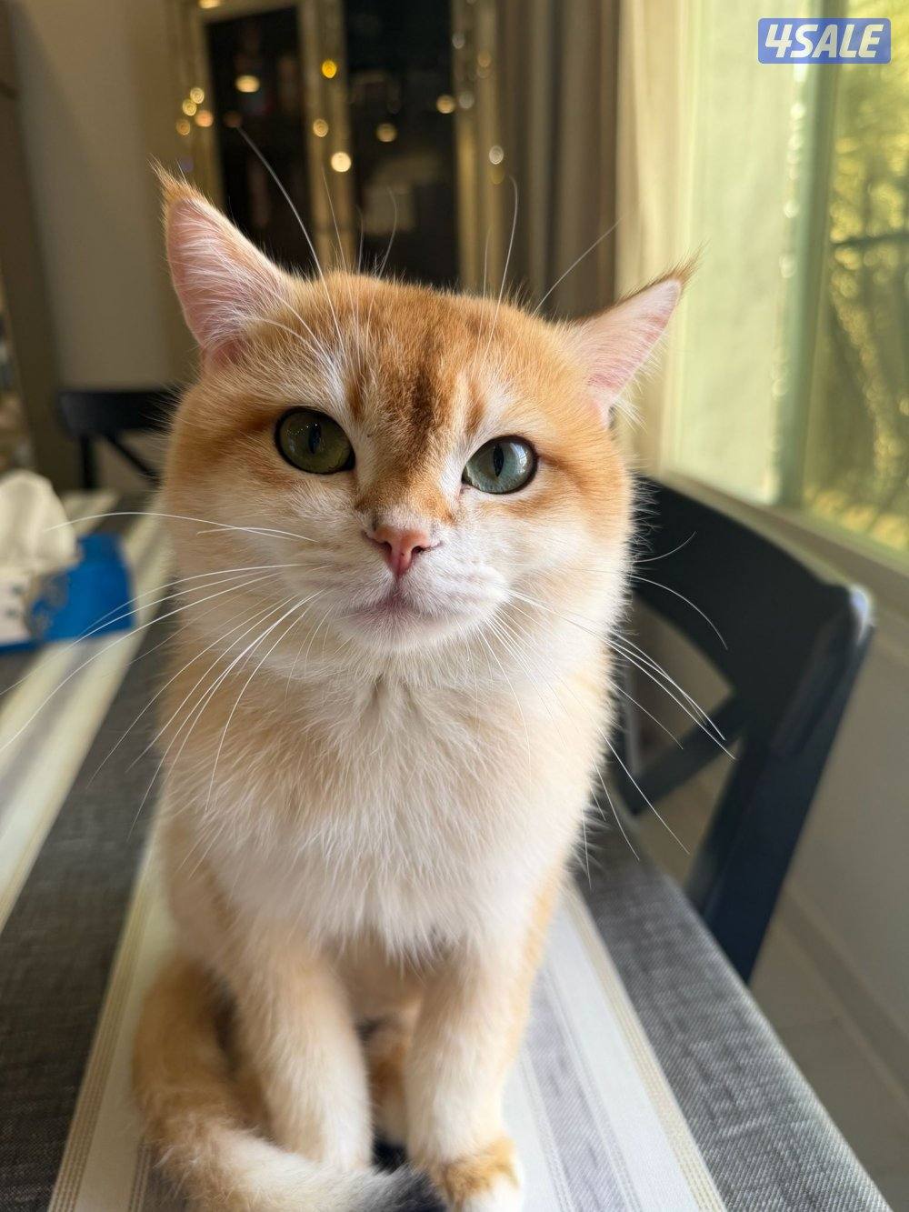 للبيع ذكر برتش معقم العمر سنه ونص. مطعم لعوب6