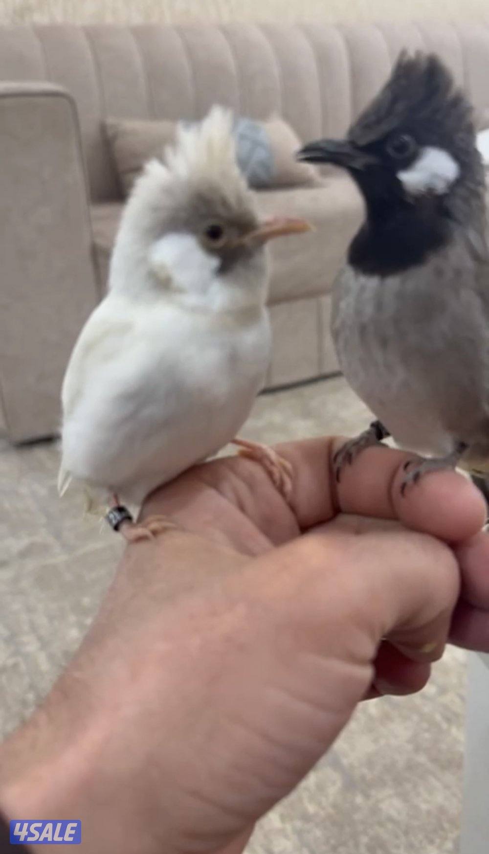 للبيع بلابل هملايا بيور0