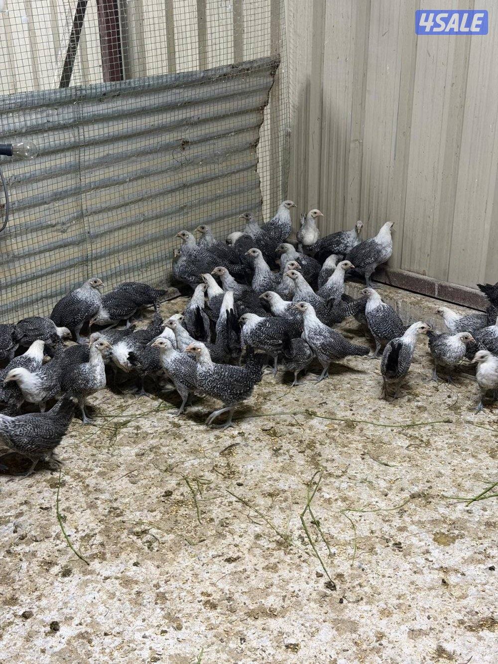 للبيع فروخ فيومي حول ١٨٠ العمر شهرين0