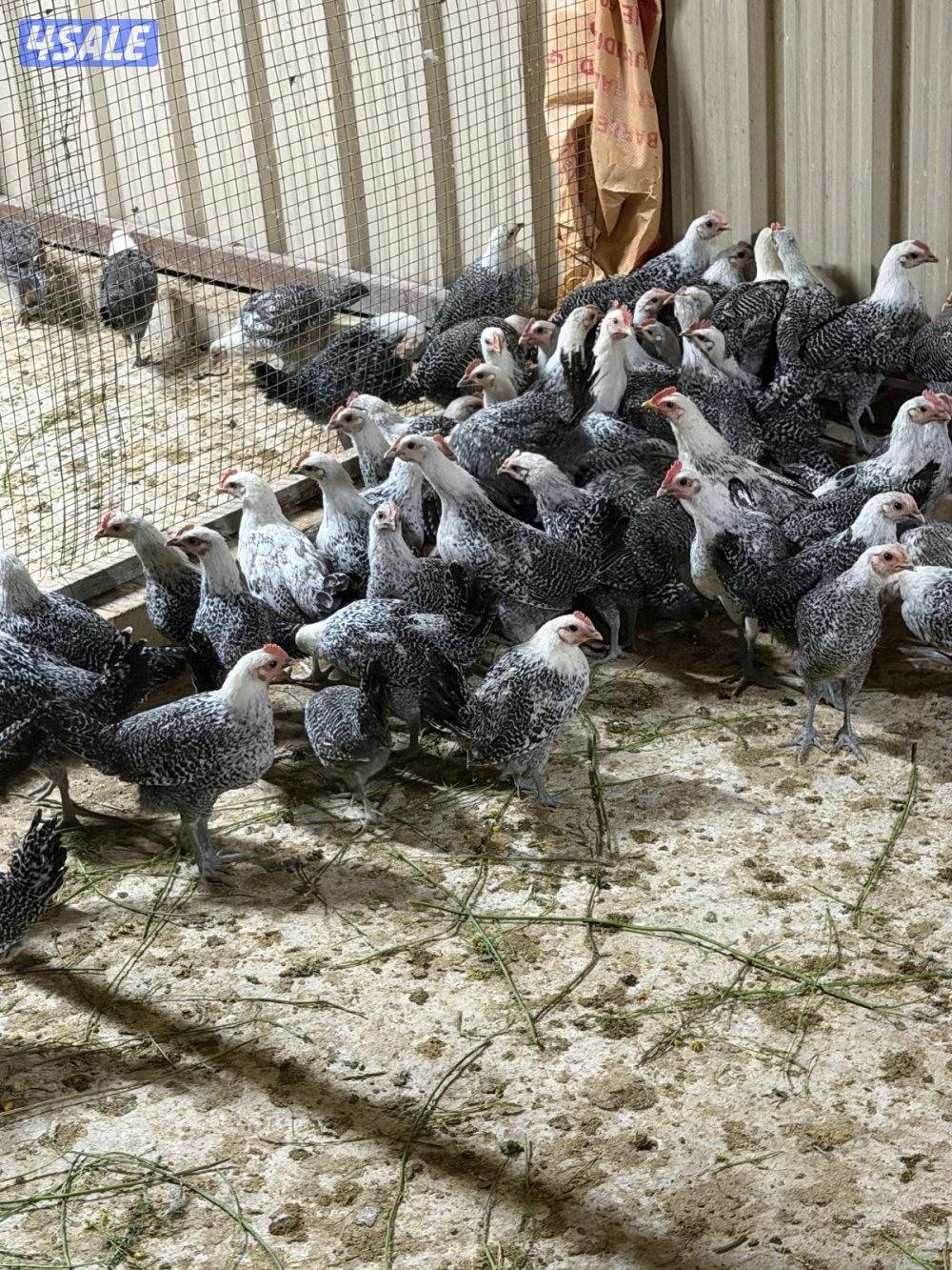 للبيع فروخ فيومي حول ١٨٠ العمر شهرين1