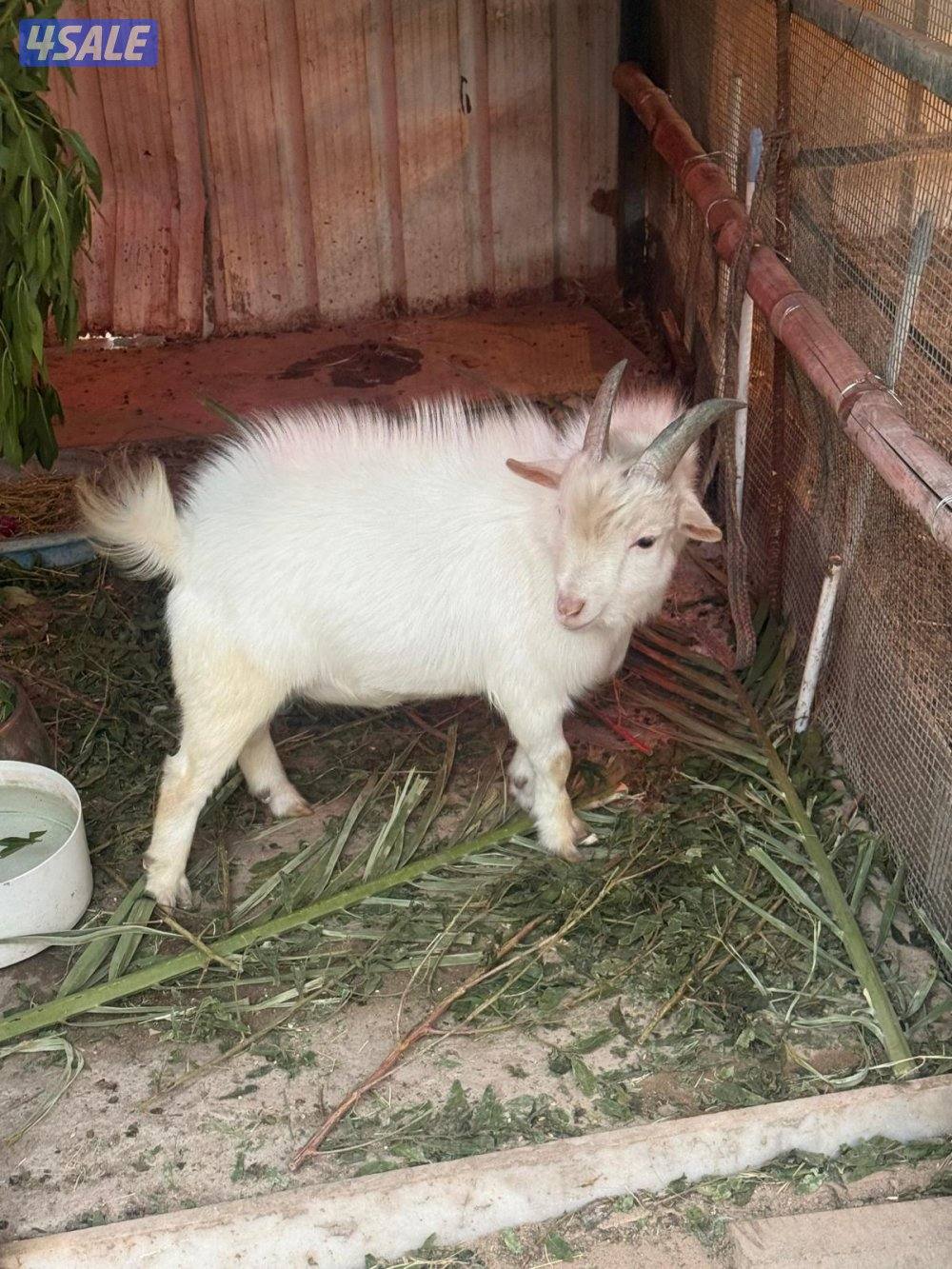 تيس + جفرة جيكيات مستوى عالي0