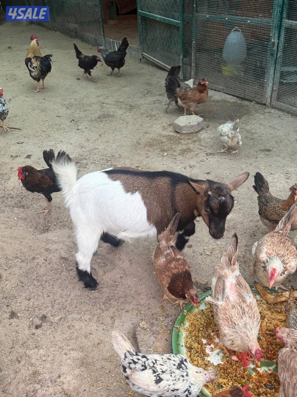 تيس + جفرة جيكيات مستوى عالي1