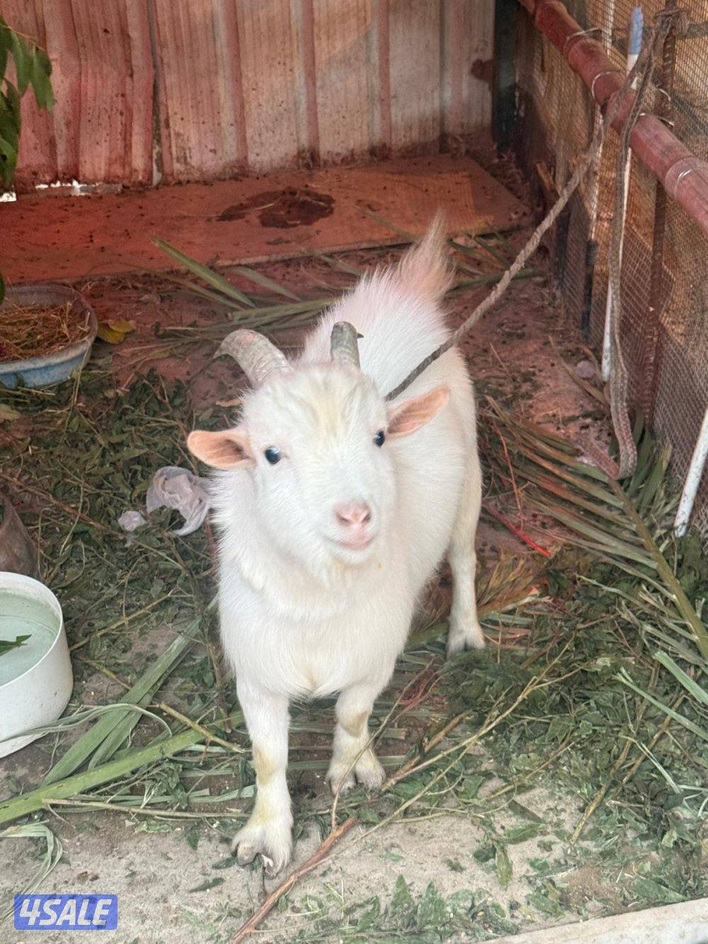 تيس + جفرة جيكيات مستوى عالي3