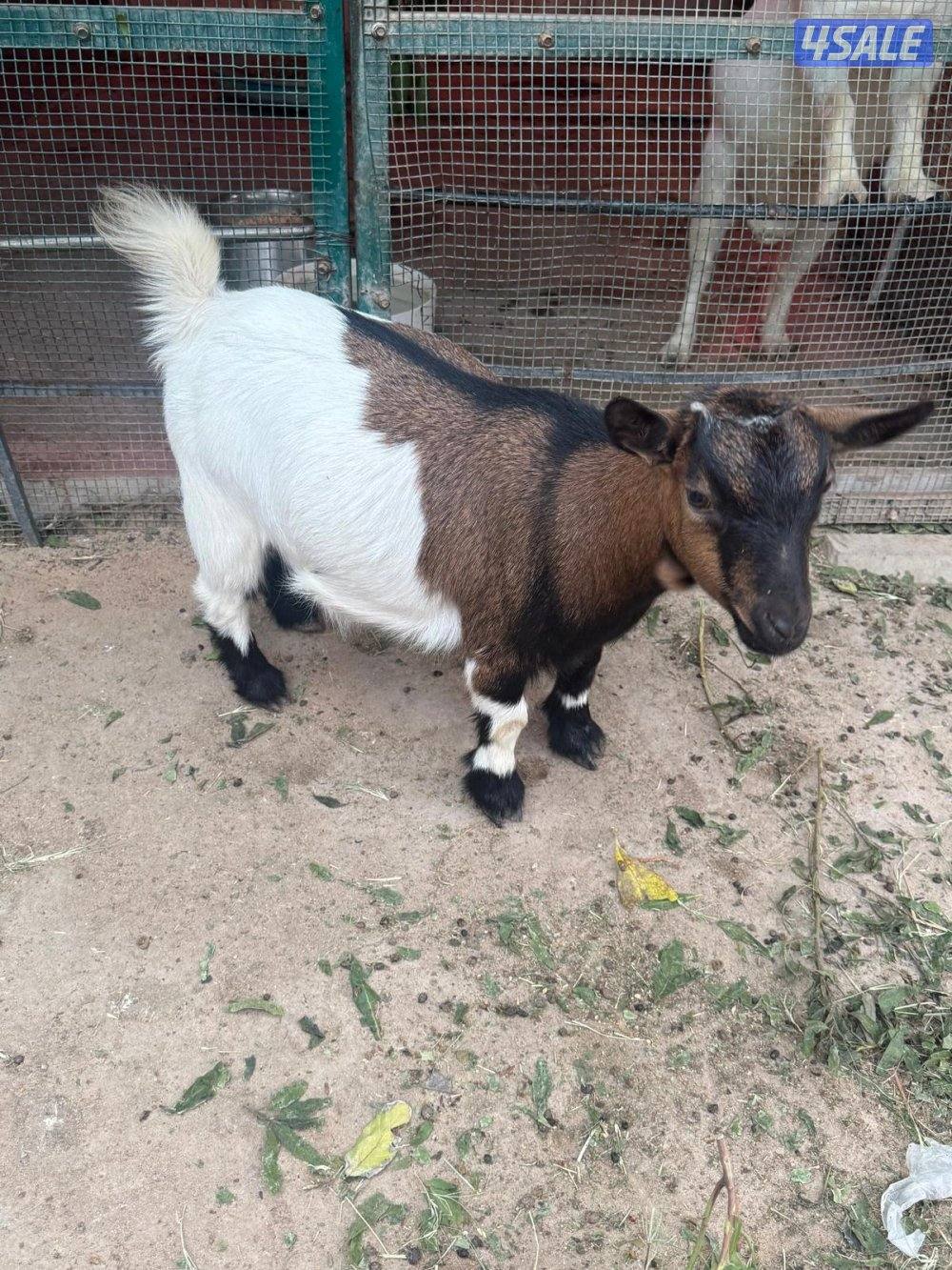 تيس + جفرة جيكيات مستوى عالي2