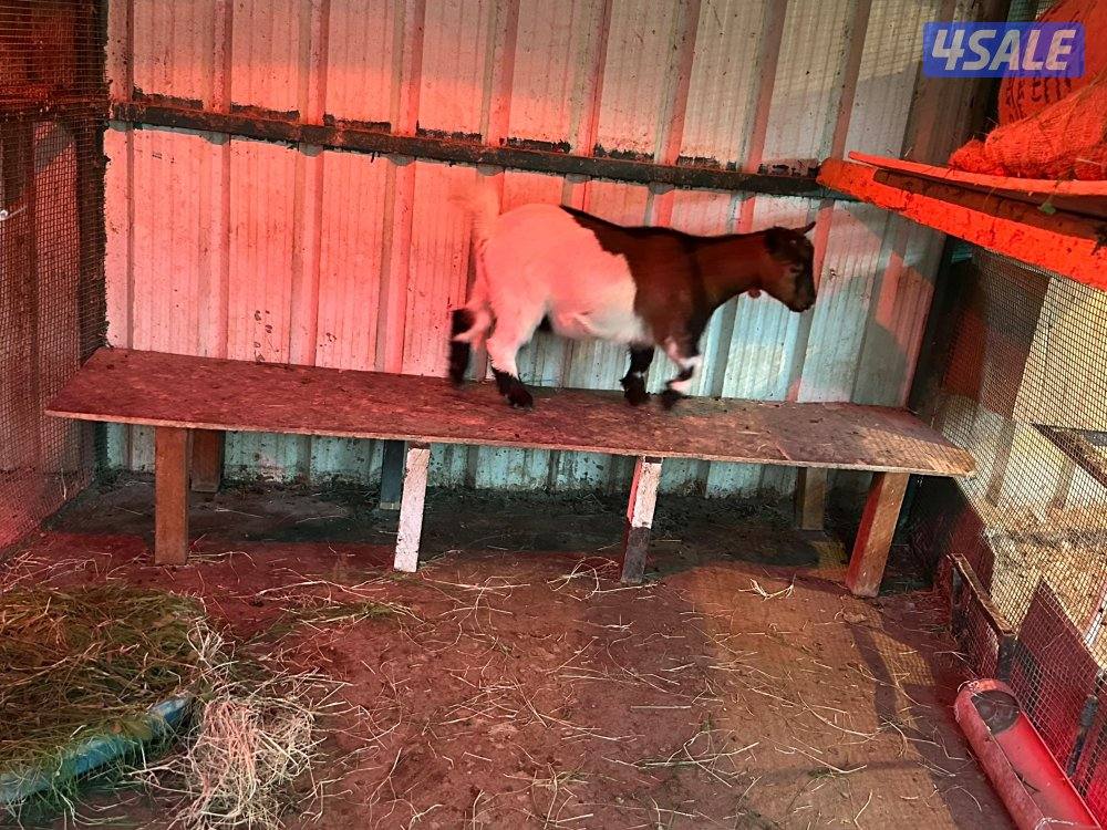 تيس + جفرة جيكيات مستوى عالي5