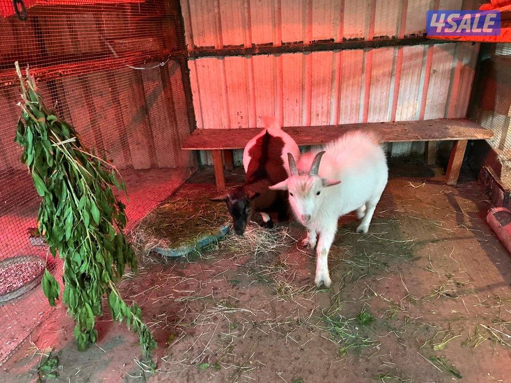 تيس + جفرة جيكيات مستوى عالي6