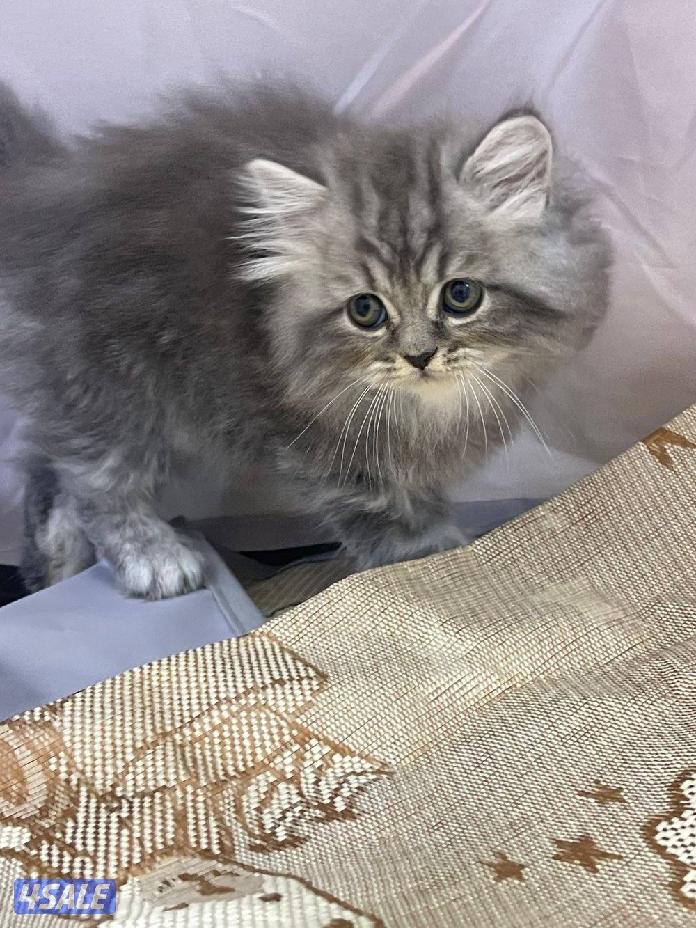 للبيع قطاوه العمر شهرين في منهم برتش في منهم شيرازي صحتهم زينه0