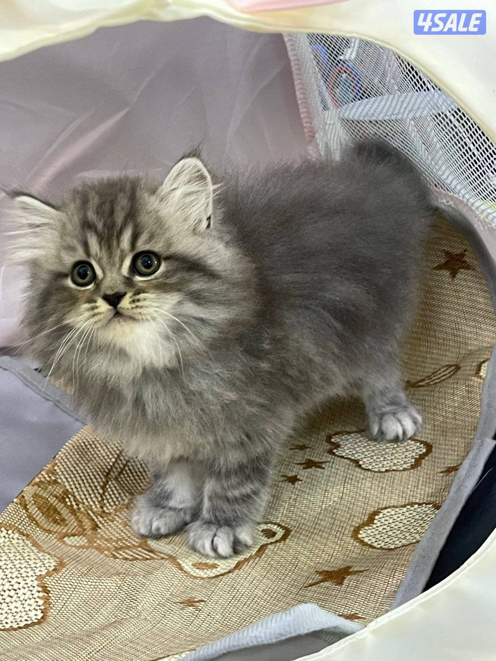 للبيع قطاوه العمر شهرين في منهم برتش في منهم شيرازي صحتهم زينه1