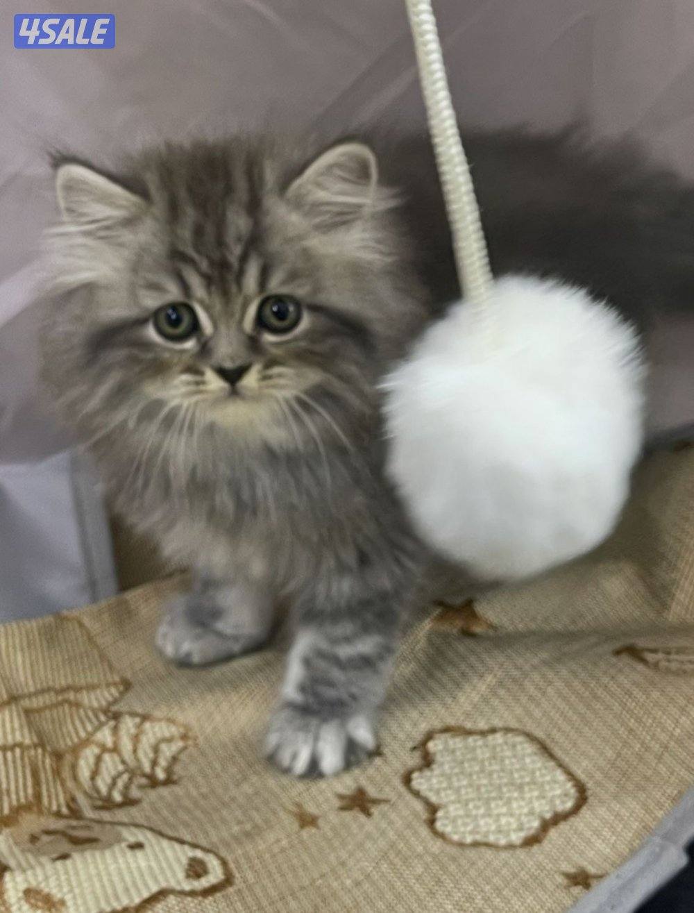 للبيع قطاوه العمر شهرين في منهم برتش في منهم شيرازي صحتهم زينه2