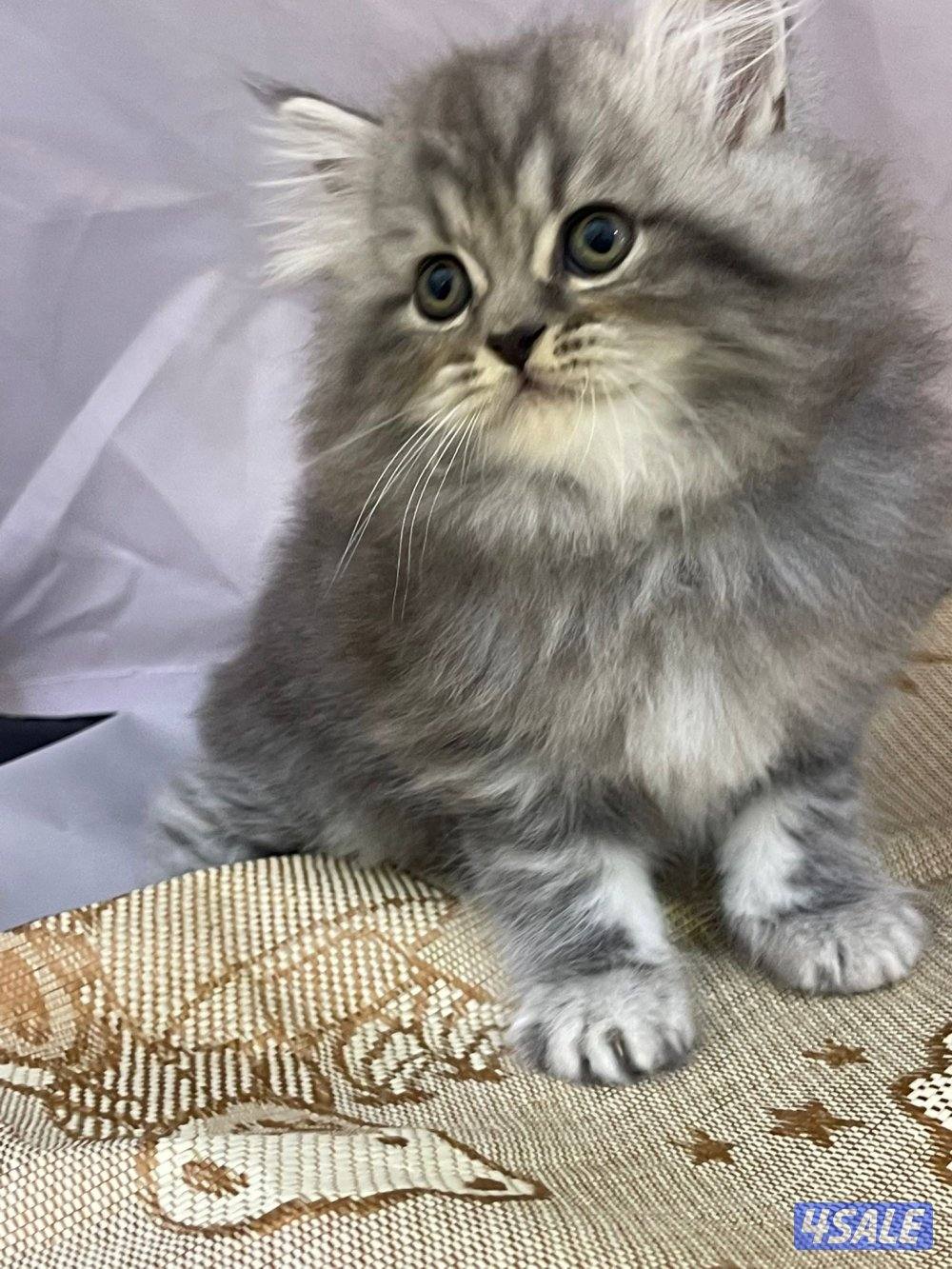 للبيع قطاوه العمر شهرين في منهم برتش في منهم شيرازي صحتهم زينه5