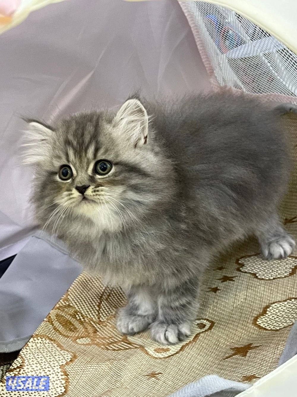 للبيع قطاوه العمر شهرين في منهم برتش في منهم شيرازي صحتهم زينه4