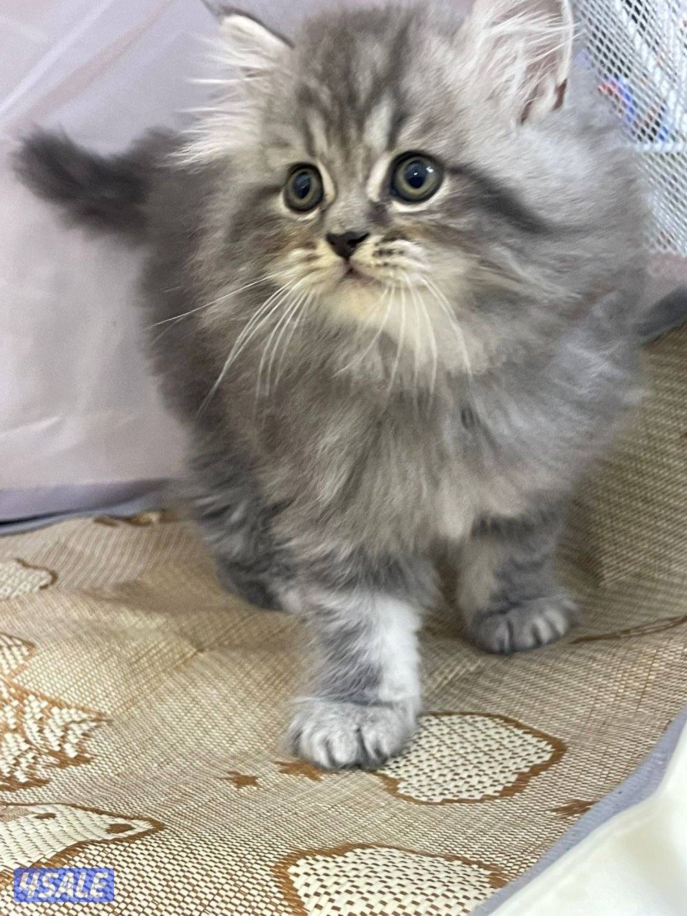 للبيع قطاوه العمر شهرين في منهم برتش في منهم شيرازي صحتهم زينه7