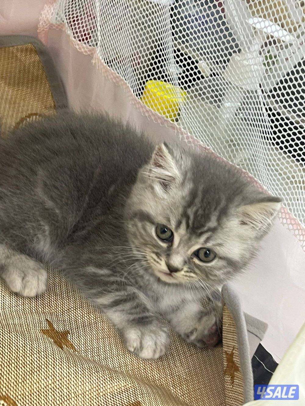 للبيع قطاوه العمر شهرين في منهم برتش في منهم شيرازي صحتهم زينه8