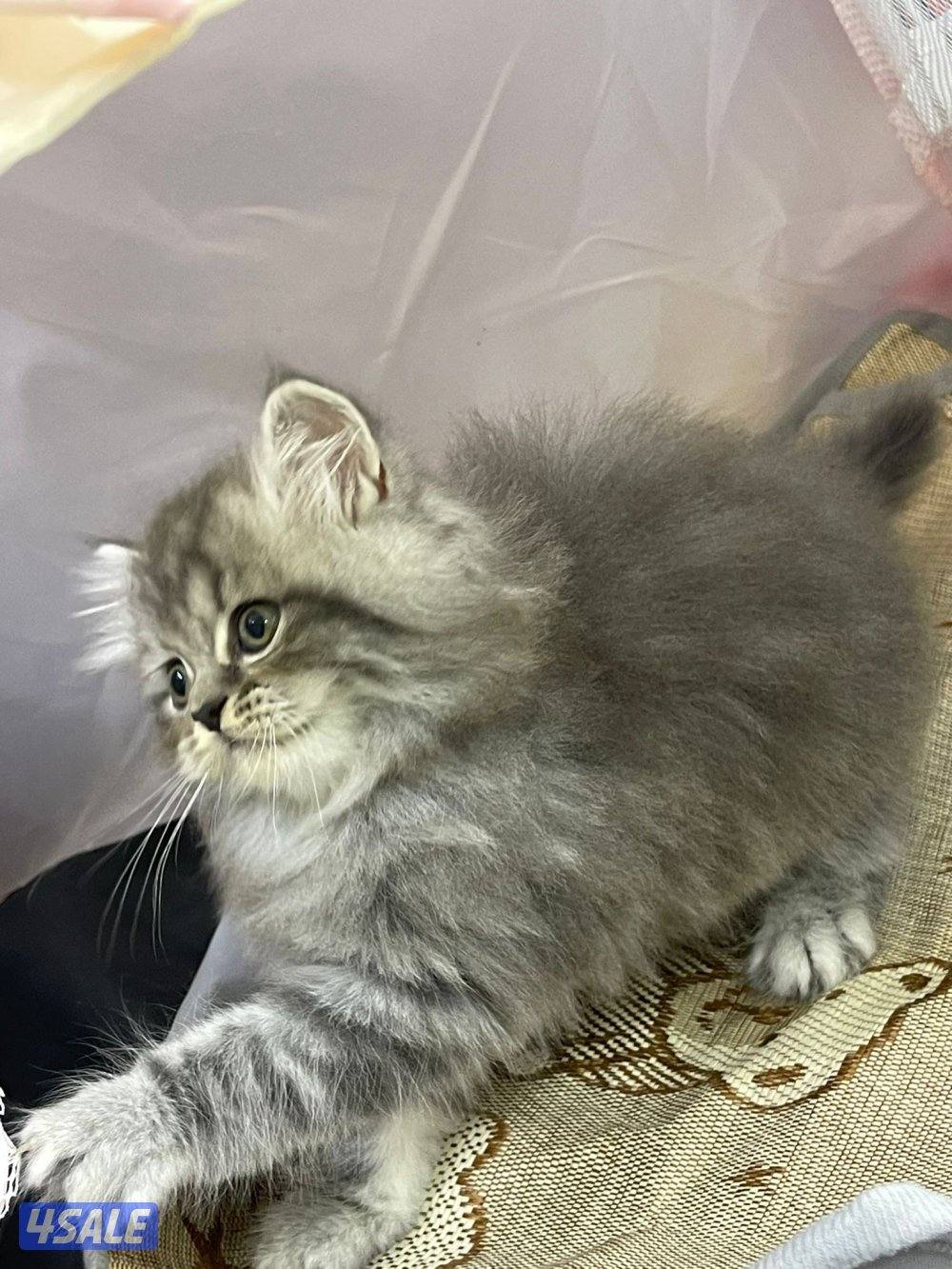 للبيع قطاوه العمر شهرين في منهم برتش في منهم شيرازي صحتهم زينه10