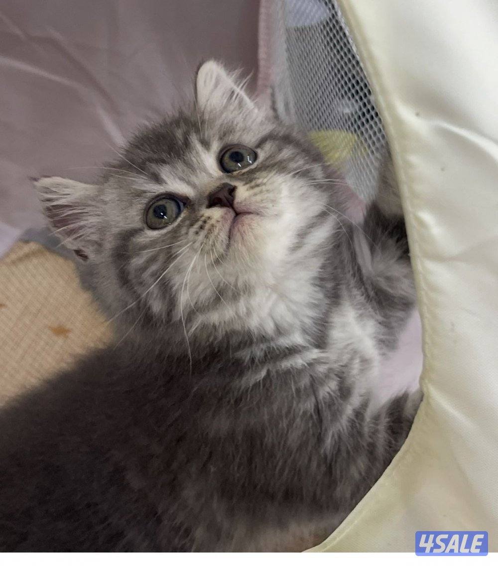 للبيع قطاوه العمر شهرين في منهم برتش في منهم شيرازي صحتهم زينه11