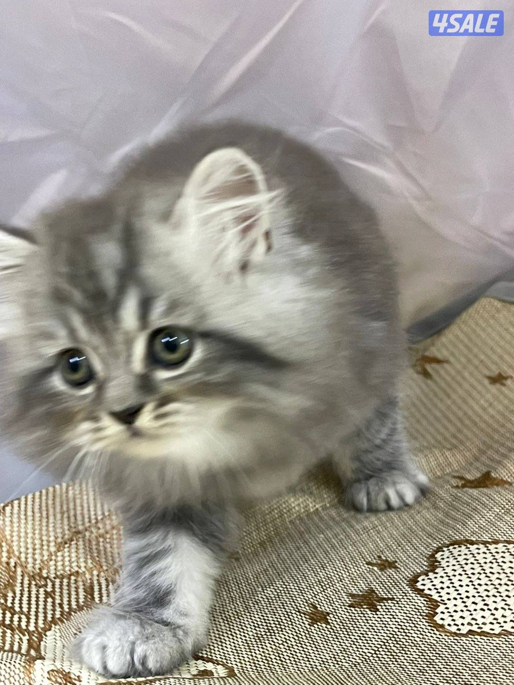 للبيع قطاوه العمر شهرين في منهم برتش في منهم شيرازي صحتهم زينه13