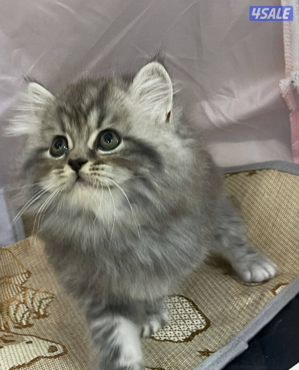 للبيع قطاوه العمر شهرين في منهم برتش في منهم شيرازي صحتهم زينه12