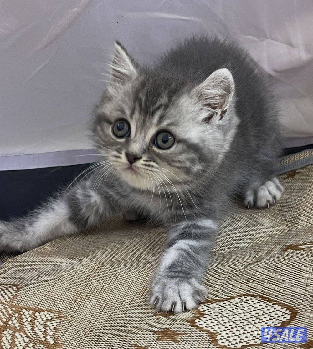 للبيع قطاوه العمر شهرين في منهم برتش في منهم شيرازي صحتهم زينه14