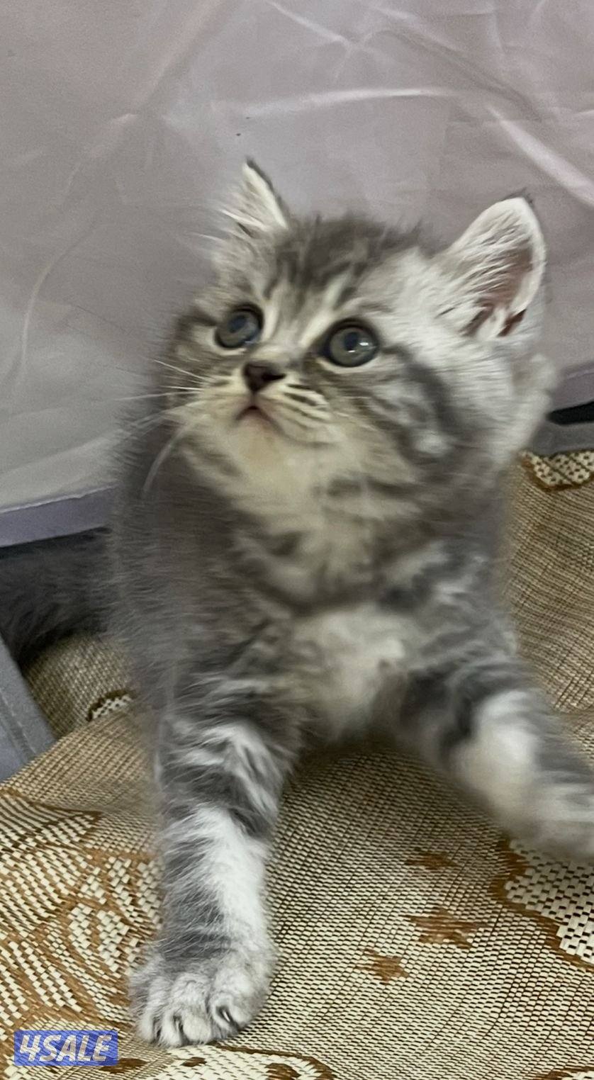 للبيع قطاوه العمر شهرين في منهم برتش في منهم شيرازي صحتهم زينه15