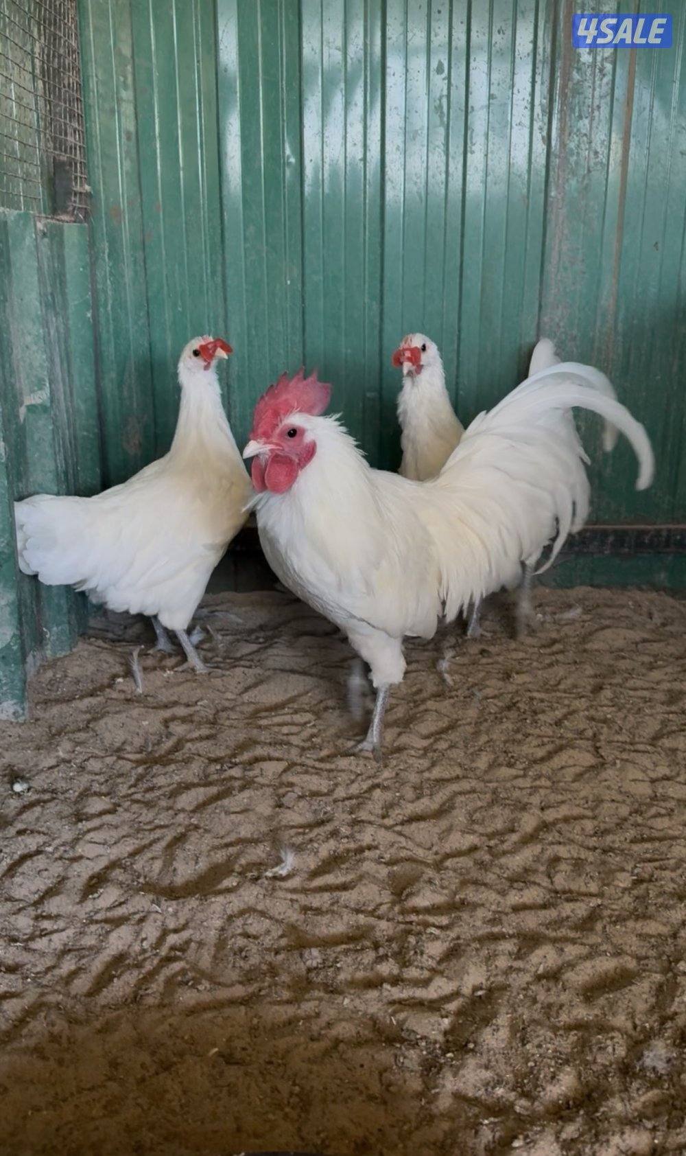 فري - استرالوب - هولندي1