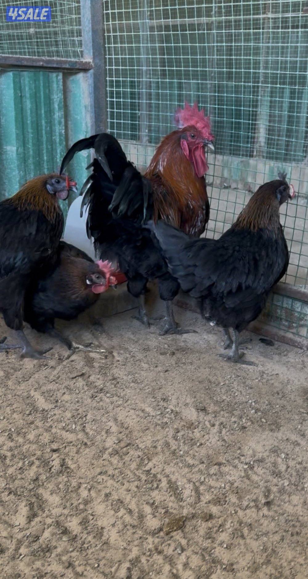 فري - استرالوب - هولندي3