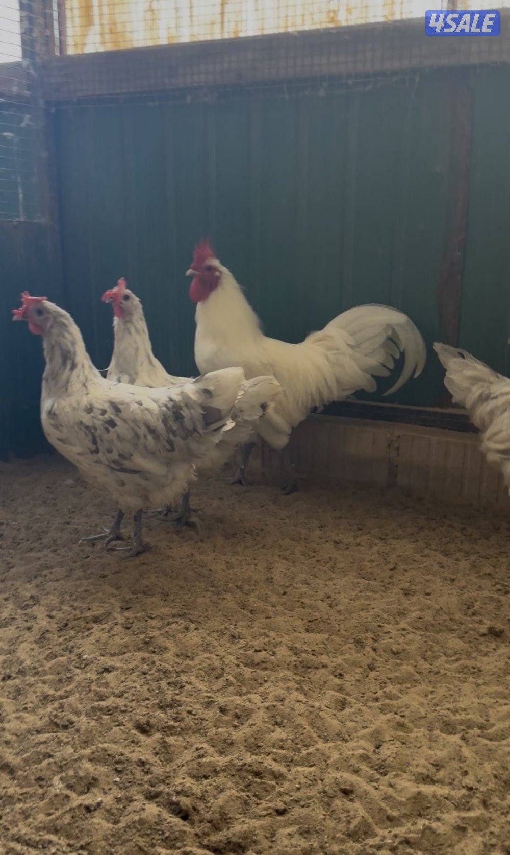 فري - استرالوب - هولندي2