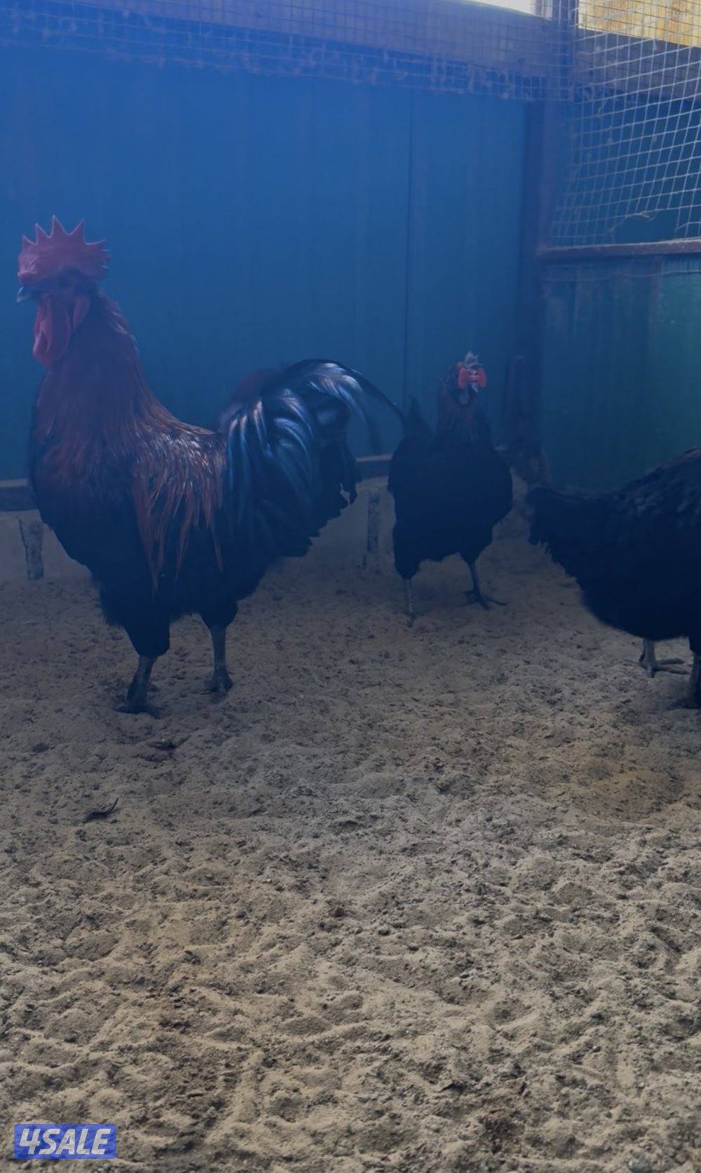 فري - استرالوب - هولندي4