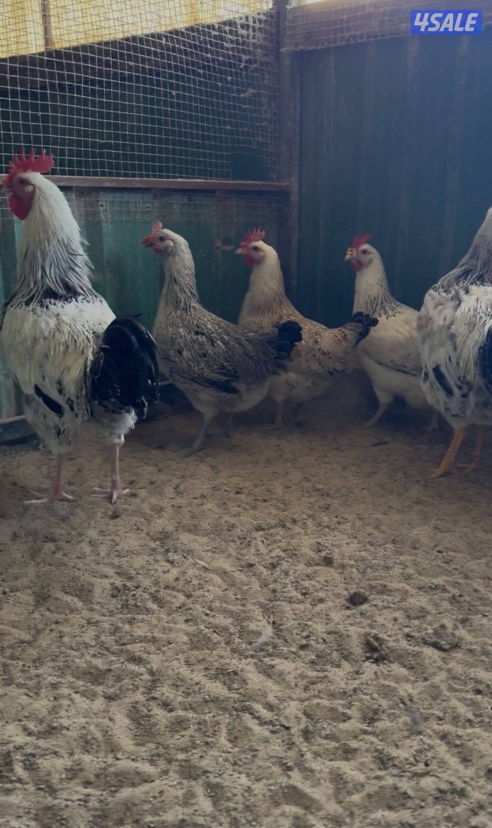 فري - استرالوب - هولندي5