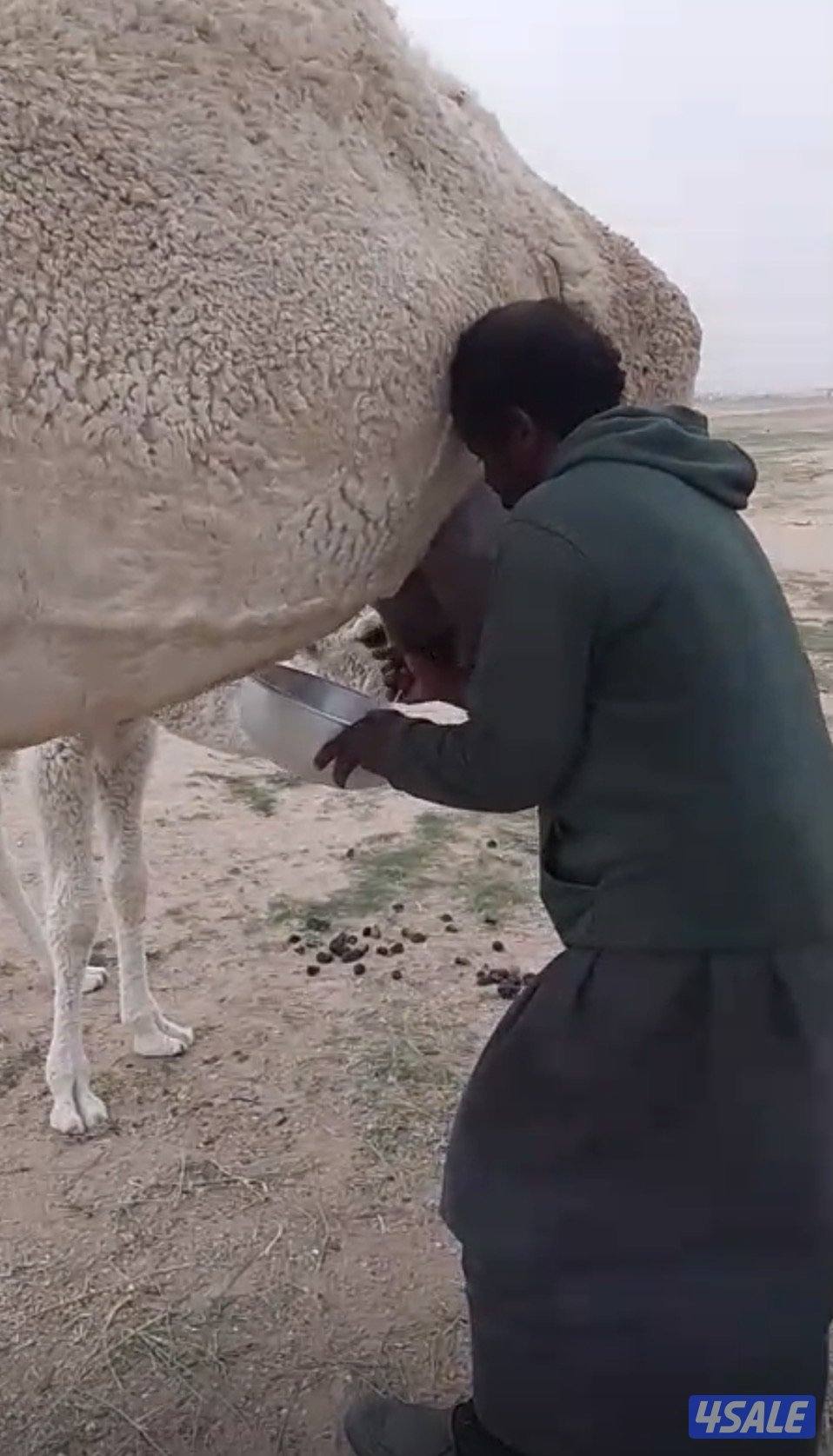 للبيع خلفه وضحه حليب0